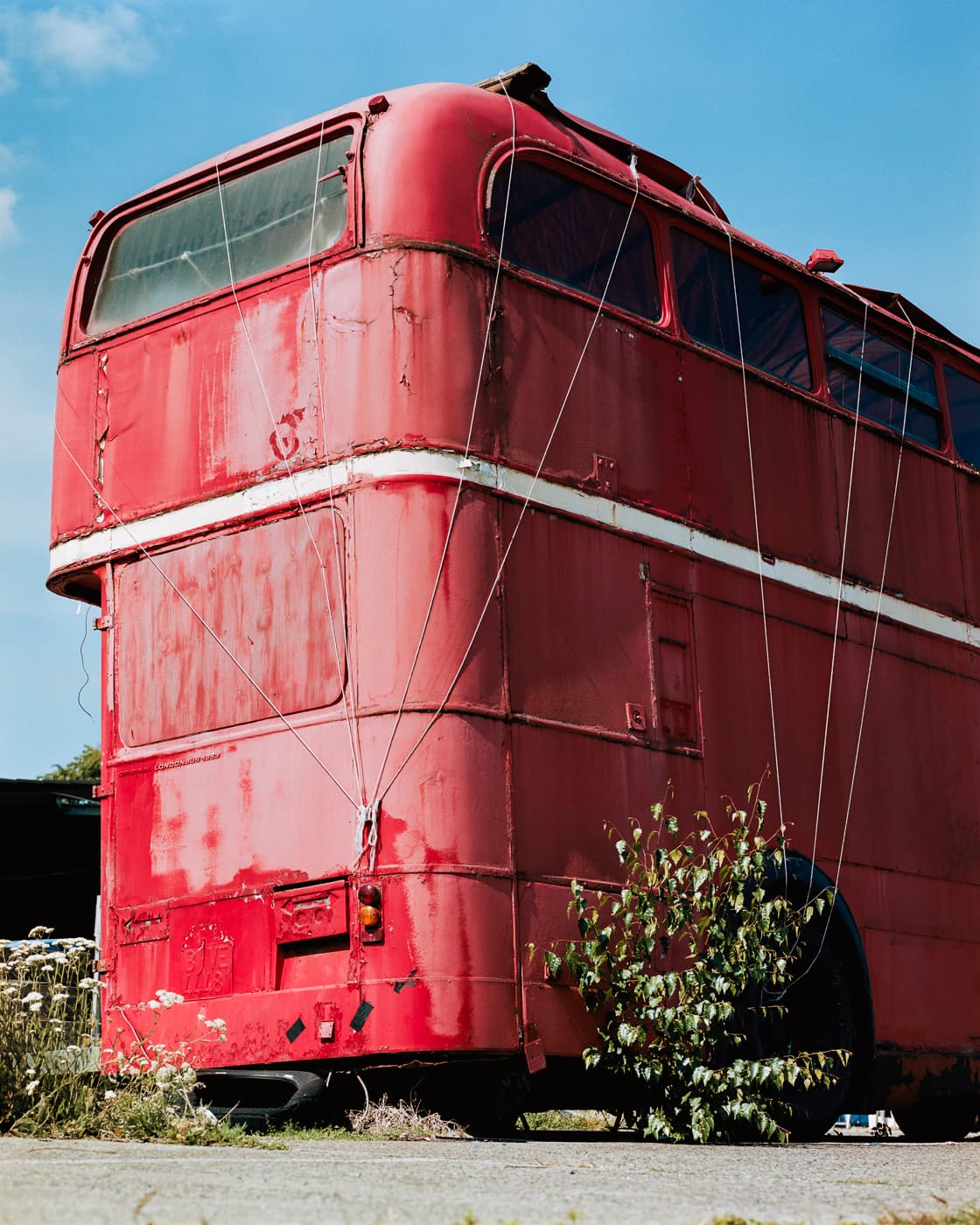 Max Korndoerfer-Zaunkoenig-13