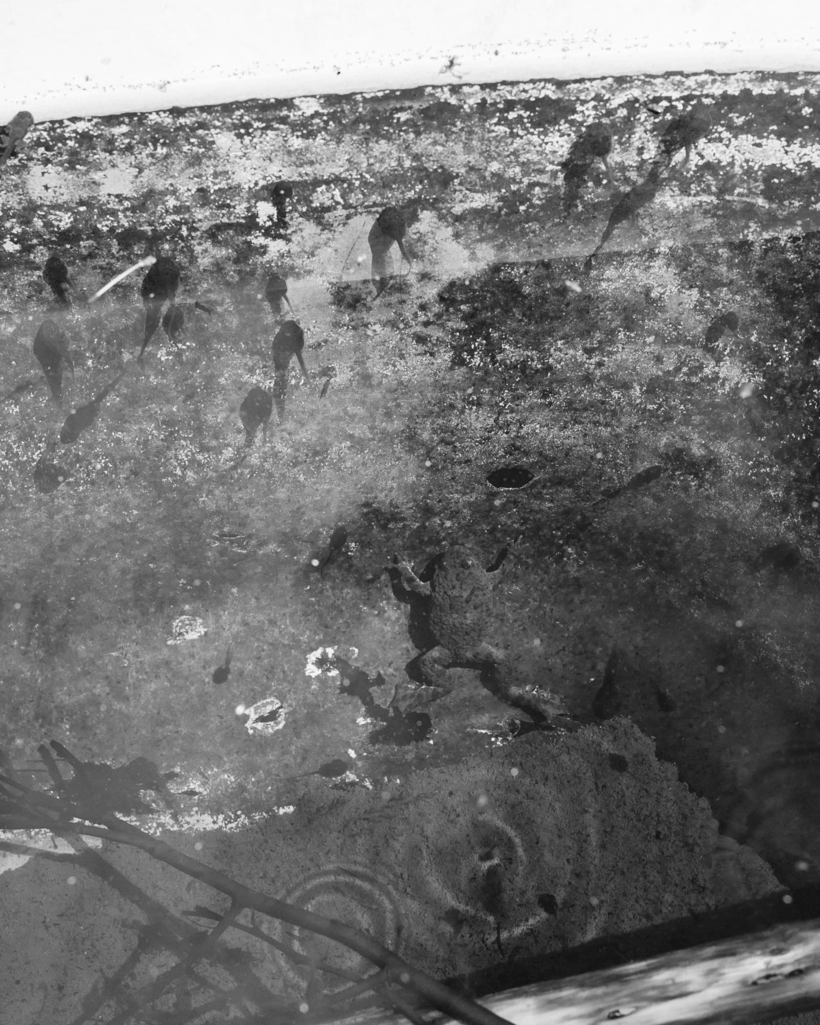 Max Korndörfer LDFEF-3