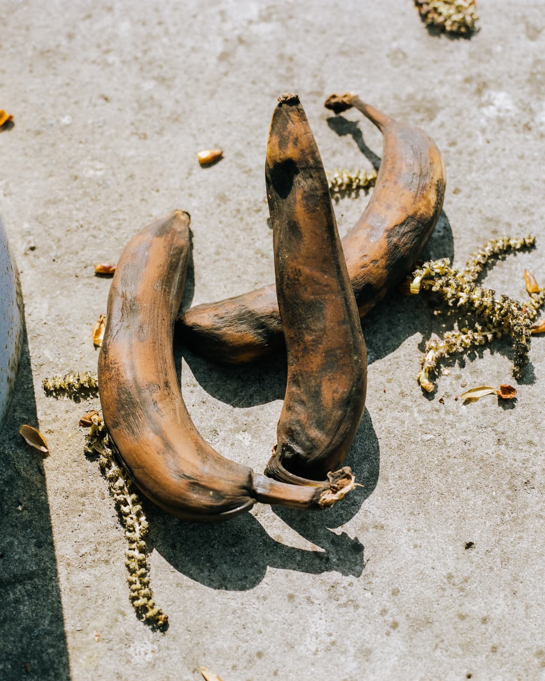 Max Korndoerfer-Zaunkoenig-2