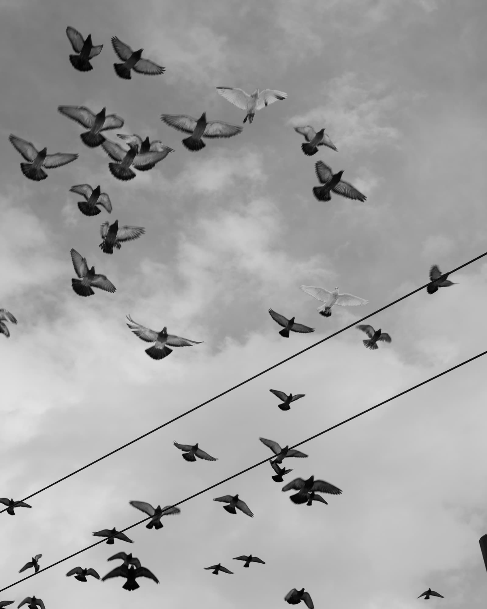 Max Korndörfer LDFEF-18