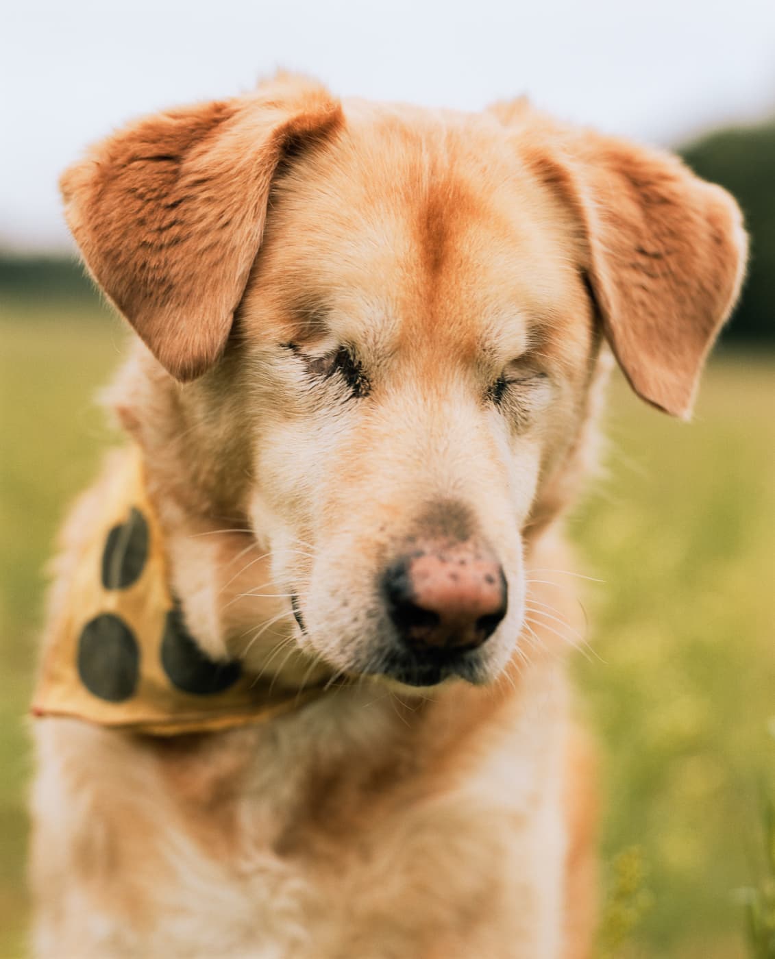 Max Korndoerfer-Zaunkoenig-7