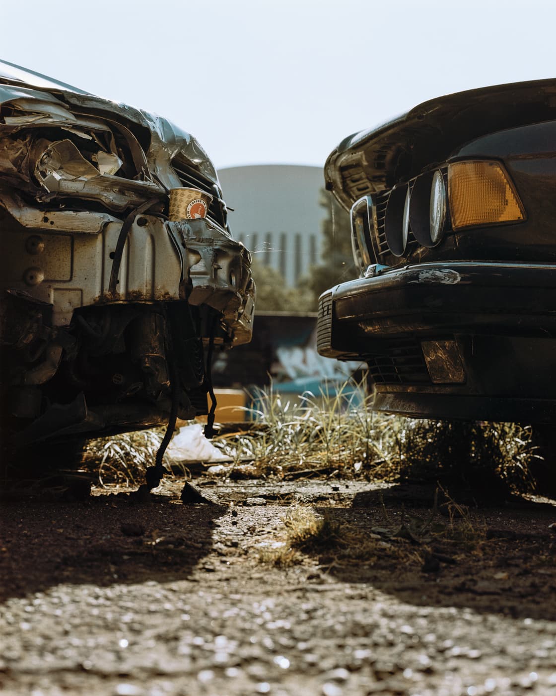 Max Korndoerfer-Zaunkoenig-12