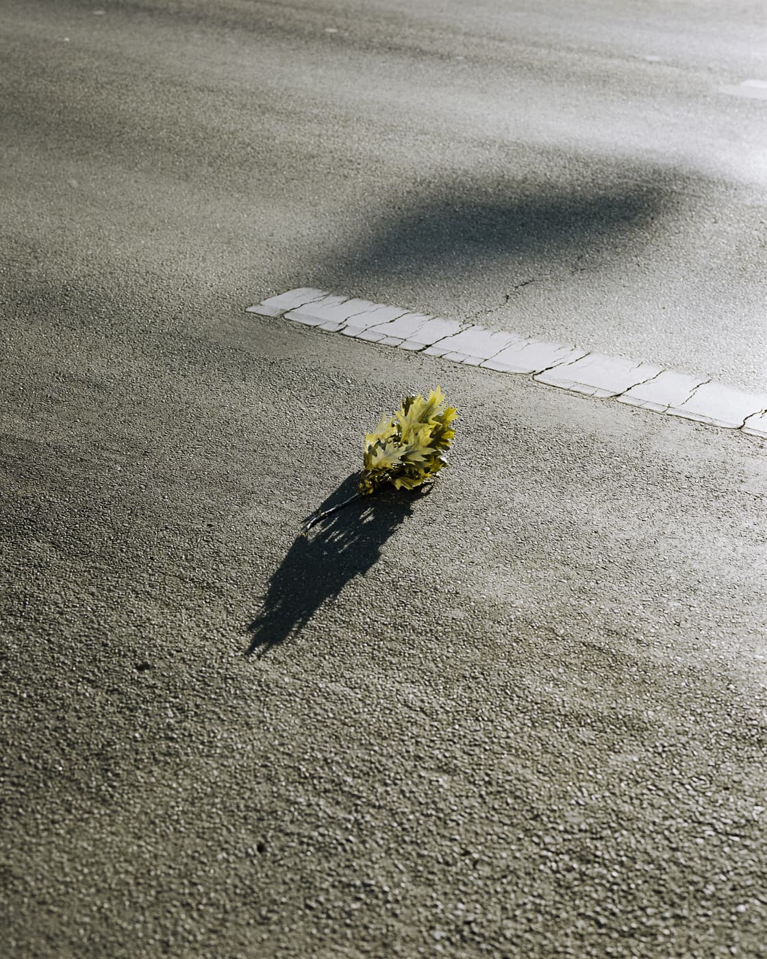 Max Korndoerfer-Zaunkoenig-8