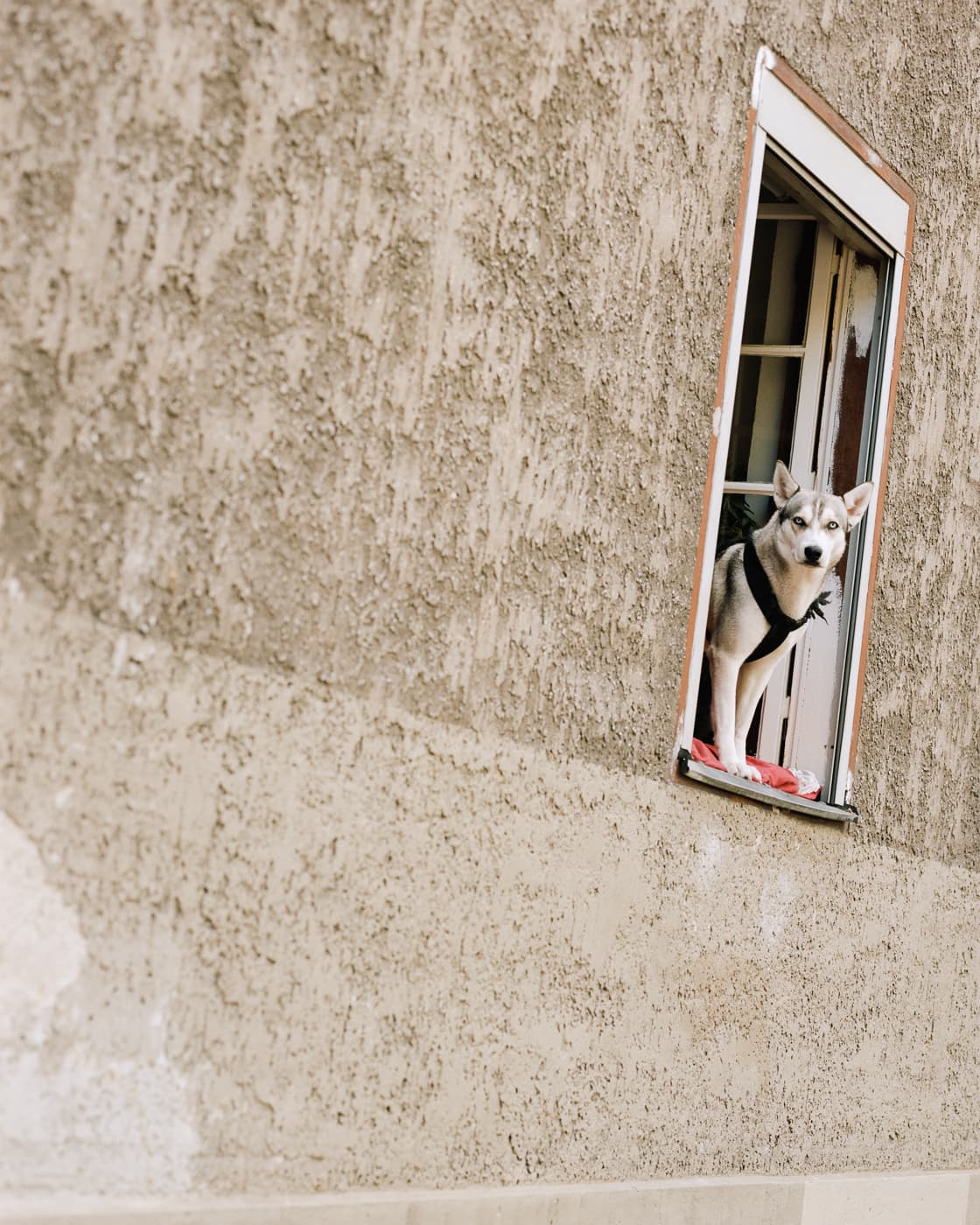 Max Korndoerfer-Zaunkoenig-1